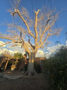 A large, bare tree with neatly pruned branches, showcasing expert tree trimming by Kiki's Tree Service in Albuquerque, NM.