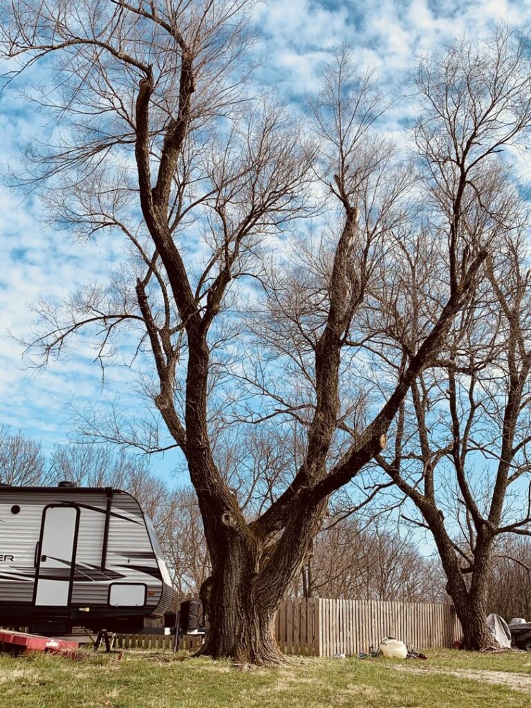 A large, multi-trunked tree with visible trimming, indicating recent tree service by Affordable Treefellers in Shawnee, KS.