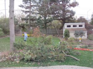 A large tree branch on the ground after removal by Castros Tree Service in Spring, TX.
