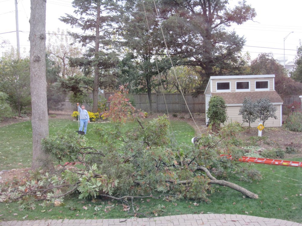 A large tree branch on the ground after removal by Castros Tree Service in Spring, TX.