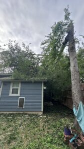 A large tree branch fallen onto a shed roof, requiring emergency tree services from Alex's Tree Services in Seattle, WA.