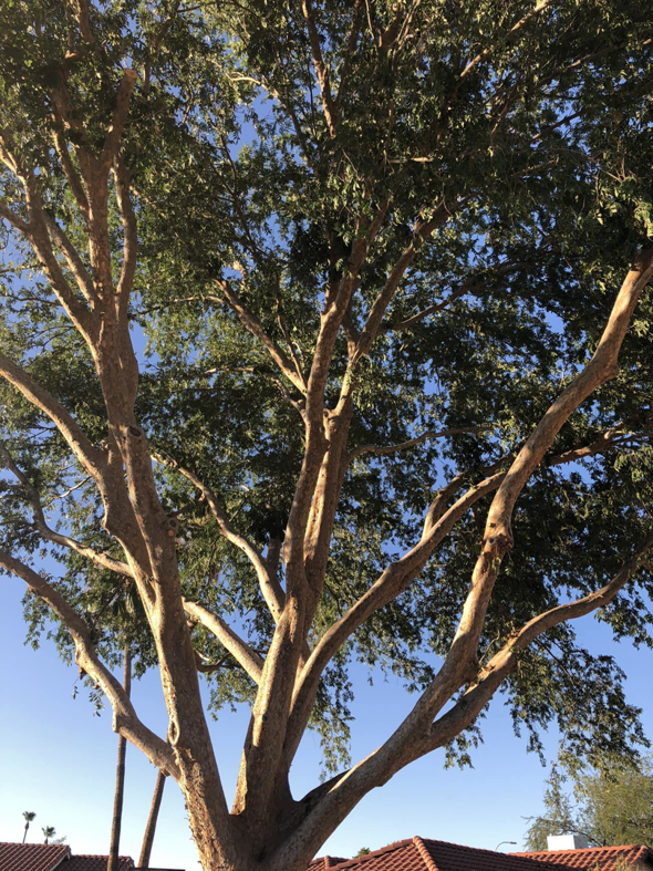 The canopy of a large tree showing professional pruning by Two Brothers Lawn & Tree Service in Fort Worth, TX.