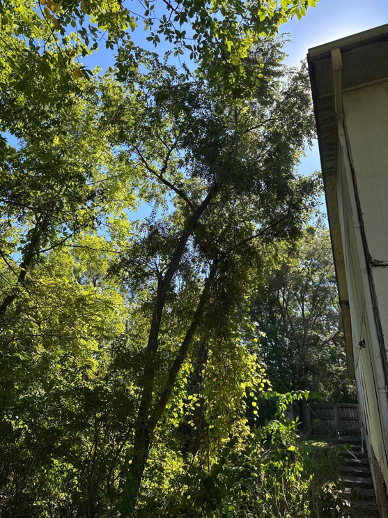 A large tree with dense foliage standing next to a residential house, potentially requiring pruning services from Hunters Lawn Care & Tree Service in St. Joseph, MO.