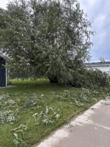 A large tree with numerous fallen branches scattered around its base and on the sidewalk, indicating storm cleanup by Slim's Tree Care in West Fargo, ND.