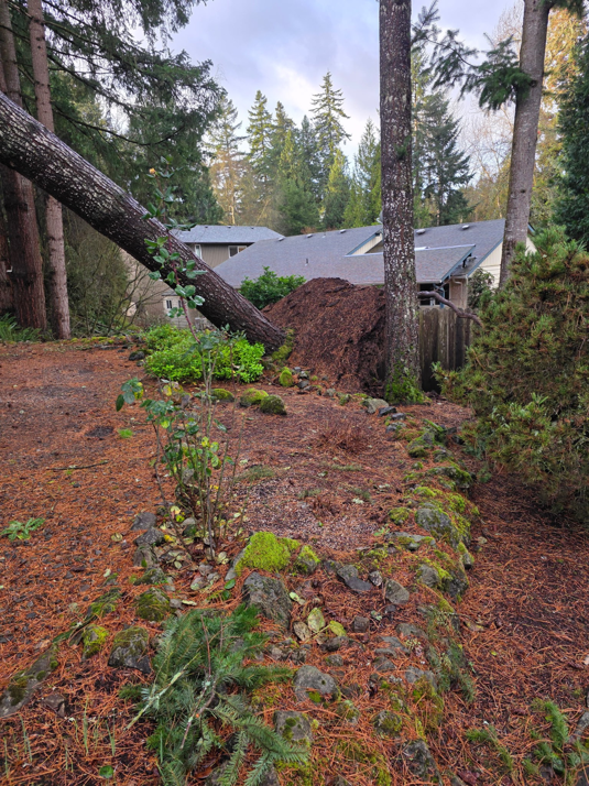 A large tree fallen over with its root ball exposed, requiring removal by Joe Grab Tree Service in Tualatin, OR.