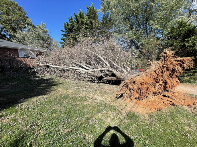 A large tree has completely fallen over, exposing its roots, requiring professional removal by A Cut Above Tree and Crane in Carrollton, VA.