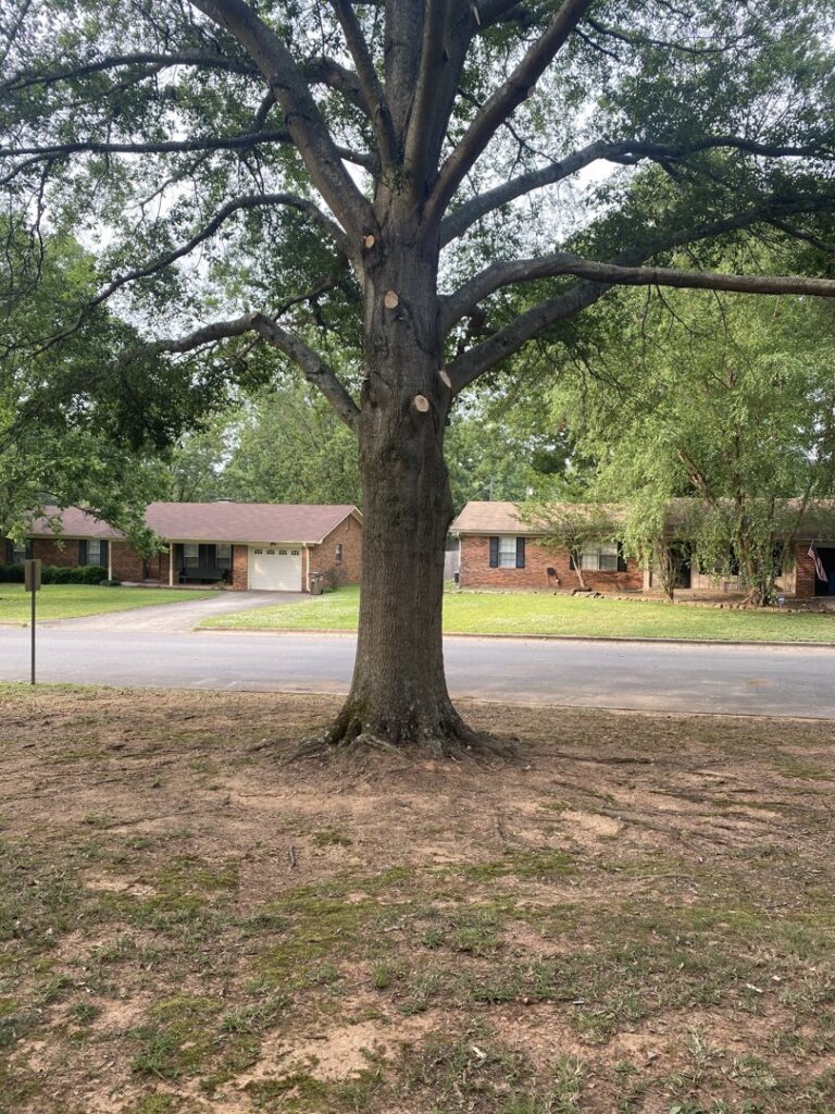 A large tree showing freshly pruned branches by Mr. Green-Jeans Lawn Service & Tree Service in Decatur, AL.