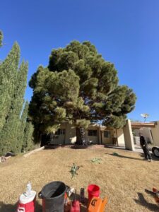 A large, healthy tree in a residential yard with a ladder and equipment on the ground, indicating tree service preparation by South West Tree Service in Las Cruces, NM.