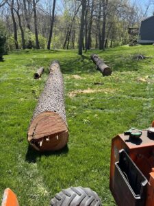 Large tree logs lying on the grass after a tree removal service by Top Notch Tree Care in Holt, MI.