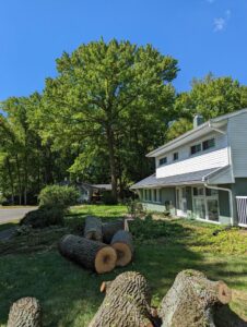 Several large cut tree logs lying on the grass in a residential front yard after tree removal by Grind Time Tree Service in Wilmington, DE.