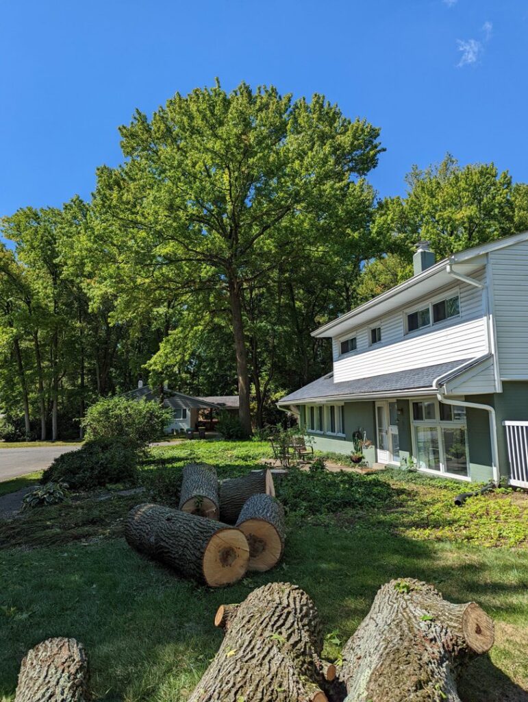 Several large cut tree logs lying on the grass in a residential front yard after tree removal by Grind Time Tree Service in Wilmington, DE.