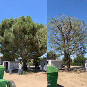 Before and after of a large tree expertly pruned and thinned by J.Flores Tree Service Inc in Bakersfield, CA