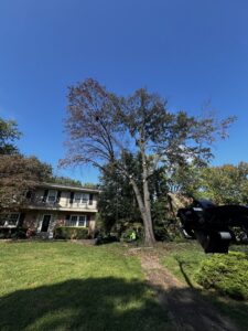 A large tree undergoing pruning with ropes and a ground worker from Clever Tree Service LLC in St. Louis, MO.