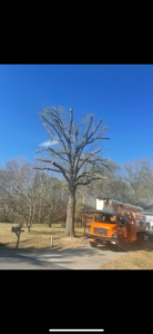 A large tree after extensive pruning, with a bucket truck nearby, showcasing work by J-1 tree Service in Raleigh, NC.