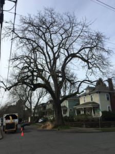 A large, bare tree with tree service equipment and wood chips on the street by Samsara Tree Care in Portland, OR.