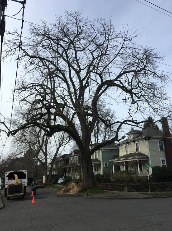 A large, bare tree with tree service equipment and wood chips on the street by Samsara Tree Care in Portland, OR.