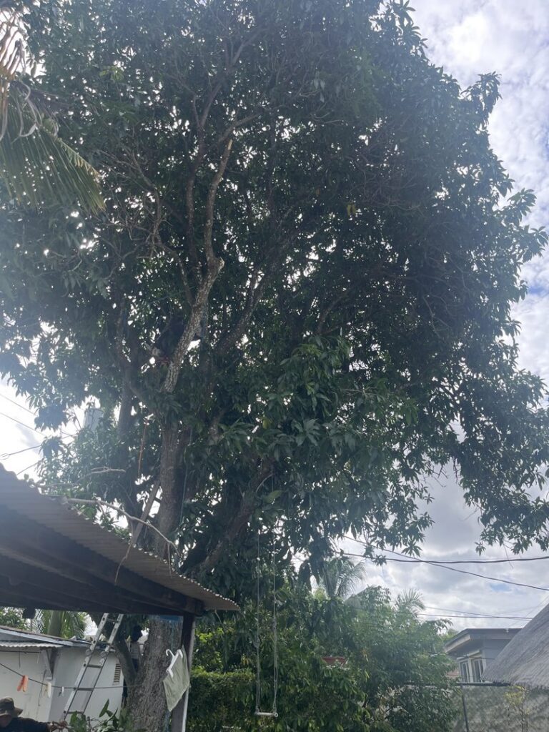 A large tree with ropes and a ladder, indicating preparation for pruning or removal by Tree service of south florida inc in Fort Lauderdale, FL.