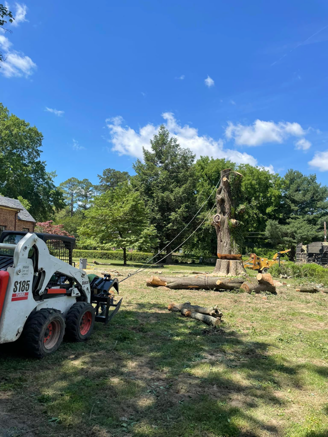 Large tree removal in progress with a Bobcat skid steer by Ismael's Tree Service in Henrico, VA