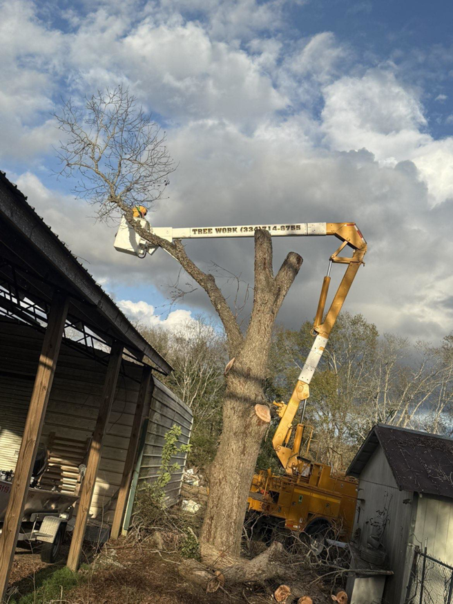 A large tree being removed by a worker in a bucket truck, with cut logs on the ground, by SAP Tree Services in Dothan, AL