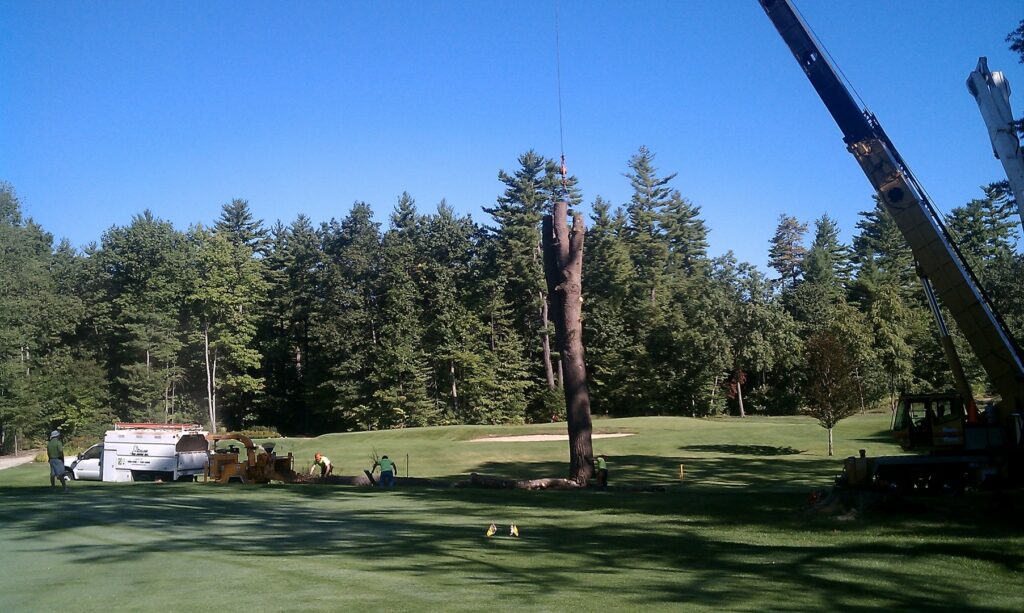 Large tree removal in progress with a crane and bucket truck on a golf course by Collins Tree Service, Inc. in Hooksett, NH.