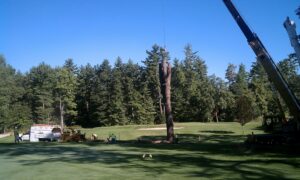 Large tree removal in progress with a crane and bucket truck on a golf course by Collins Tree Service, Inc. in Hooksett, NH.
