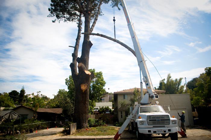 A large tree being removed with the assistance of a crane truck by LC Tree Service in San Diego, CA.