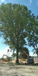 A large tree being removed at its base with excavators nearby, showcasing tree removal by Collier Lawn & Tree in Akron, OH.