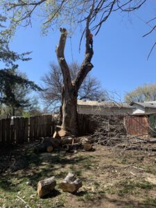 Large tree removal in progress with an arborist in the remaining trunk by Humbolt Tree Service in Wichita, KS