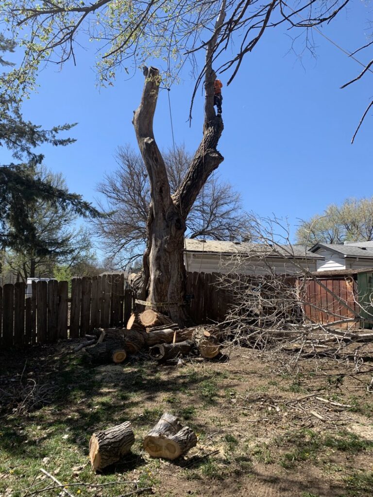 Large tree removal in progress with an arborist in the remaining trunk by Humbolt Tree Service in Wichita, KS