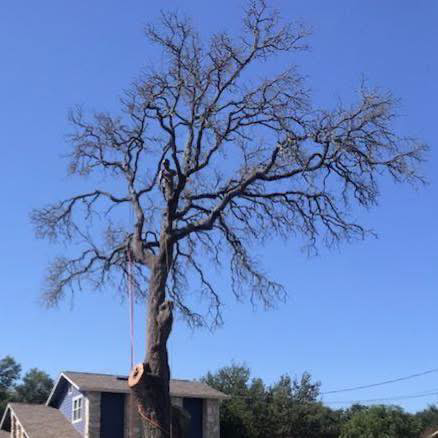 A large tree being carefully removed by a skilled arborist for Makeover Tree Care in Austin, TX.