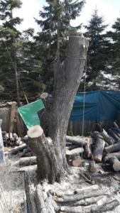 A large tree trunk and cut logs after a tree removal project by Stick Chasers Tree Service in Racine, WI.