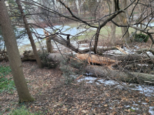 A large broken tree trunk and branches removed by McGee's Tree Service LLC in Rochester, NY.