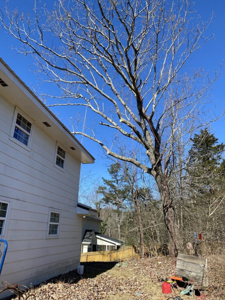 Large tree removal in progress with rigging and equipment on the ground by Lawncare lopez Tree services in Chattanooga, TN