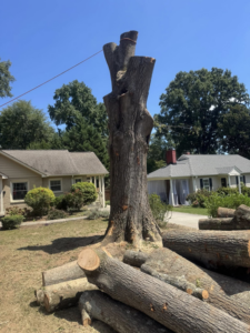 A large tree after removal, showing the remaining stump and cut logs on the ground by Diaz Tree Service in Charlotte, NC.