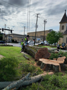 Large tree trunks and stumps from a major tree removal project are visible with workers and equipment from Ellison's Tree Service in Northport, AL.