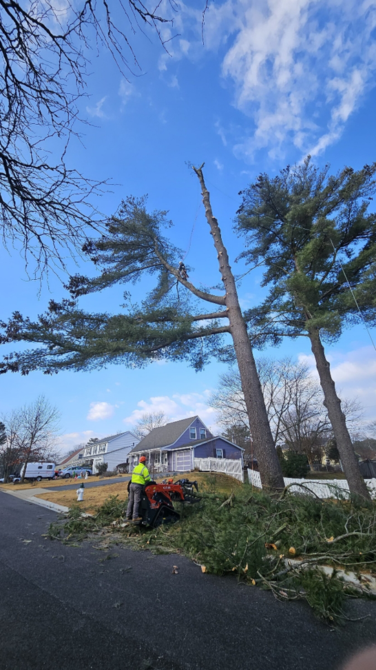 A professional tree climber performing large tree removal and trimming services for Beautiful Country Tree Services in Gaithersburg, MD.
