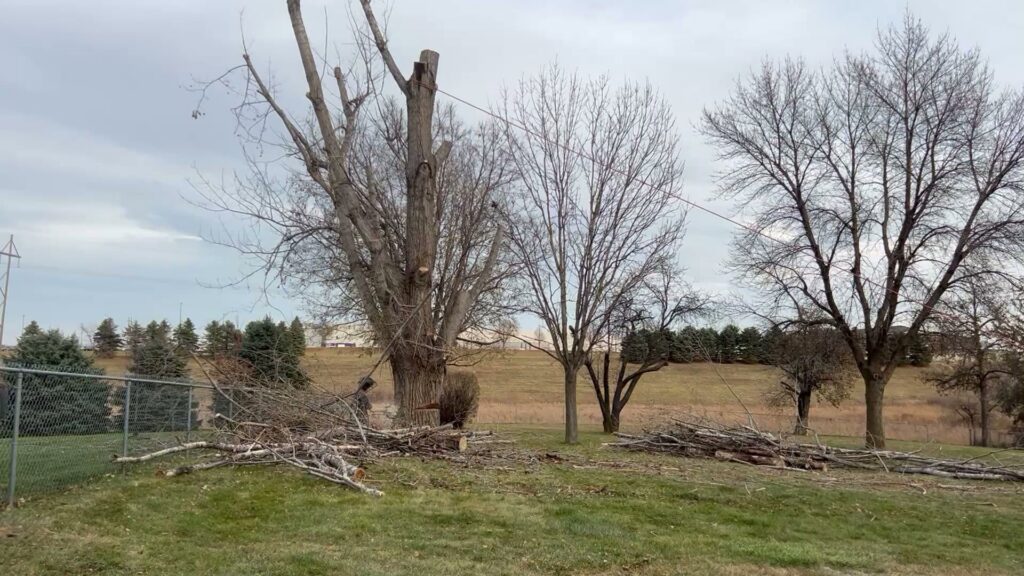 A large tree being removed or trimmed with ropes and cut branches on the ground by Patriot Tree Service in Sioux Falls, SD
