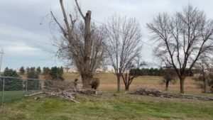A large tree being removed or trimmed with ropes and cut branches on the ground by Patriot Tree Service in Sioux Falls, SD