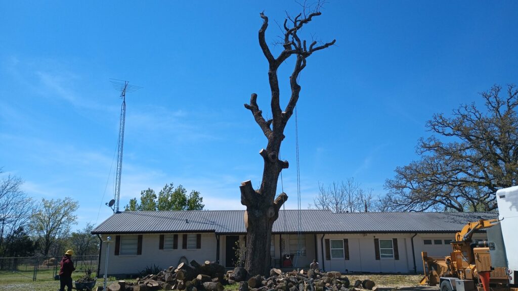 A large tree undergoing removal with cut logs and a wood chipper in the background by Lion Tree Service in Dallas, TX.