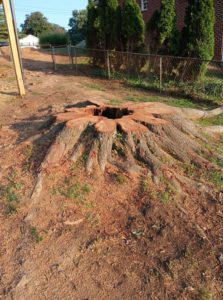 A large tree stump remaining in the ground after a tree removal service by Joel's tree service in Greensboro, NC