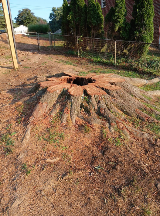 A large tree stump remaining in the ground after a tree removal service by Joel's tree service in Greensboro, NC