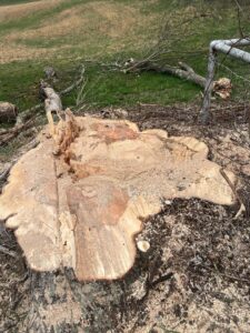 A large tree stump remaining after a tree removal service by Juarez Tree Service in Bawcomville, LA.