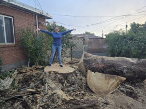 A large tree stump and cut logs in a backyard after a tree removal service by Kiki's Tree Service in Albuquerque, NM.
