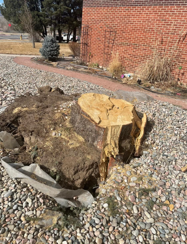 A large tree stump remaining after a tree removal service by Mountain Men Tree Service in Denver, CO.