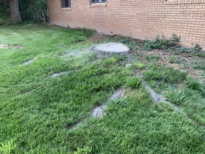 A large tree stump with visible roots in a residential yard, a typical job for Idaho Stump Grinding in Twin Falls, ID.