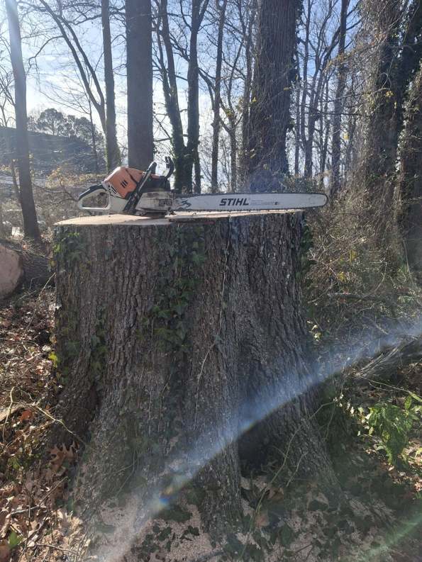 A large tree stump with a chainsaw resting on top, showcasing a completed tree removal by Alley's Tree Service in Va Beach, VA.