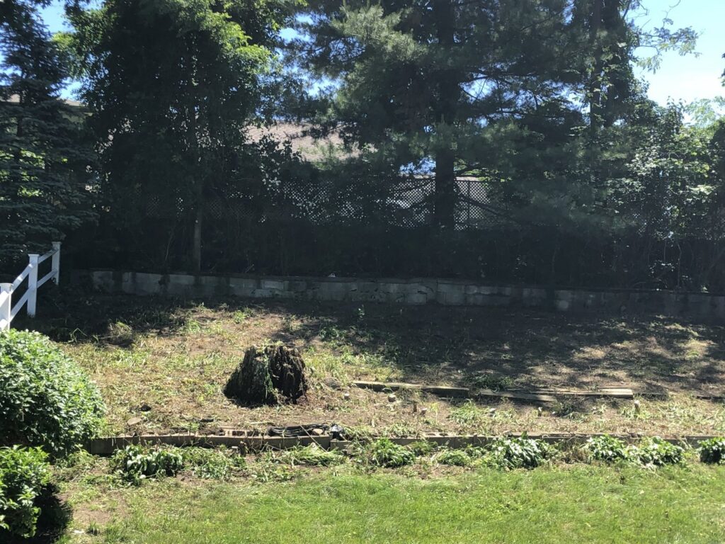 A large tree stump in a recently cleared area, showing tree removal or stump grinding work by Cabral's Landscaping in East Providence, RI.