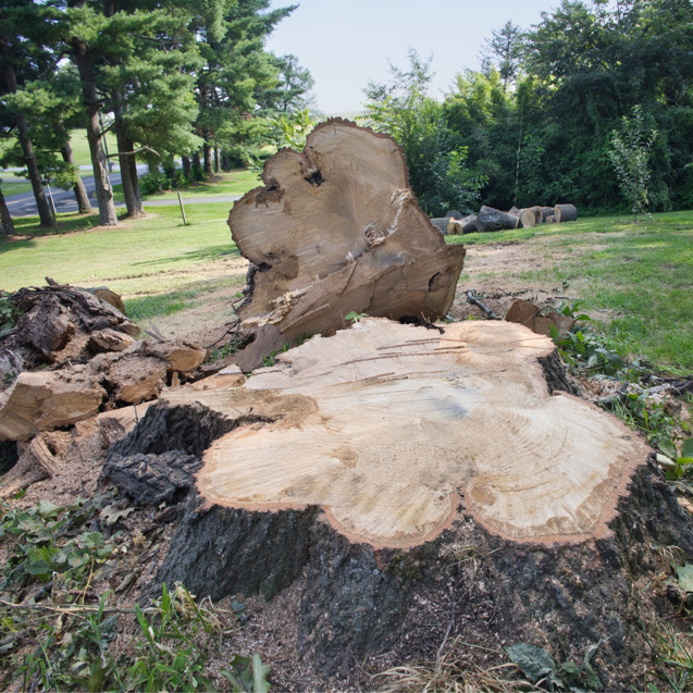A large tree stump and cut logs on a grassy area after tree removal by Leahy Landscaping, Inc. in Lynn, MA.