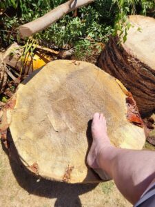 A large tree stump or cut trunk on the ground, showing evidence of tree removal by Alspaw Tree Service in Bakersfield, CA.