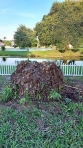 A large tree stump with surrounding debris, indicating recent tree removal by Florida Tree Cutters in Fort Lauderdale, FL